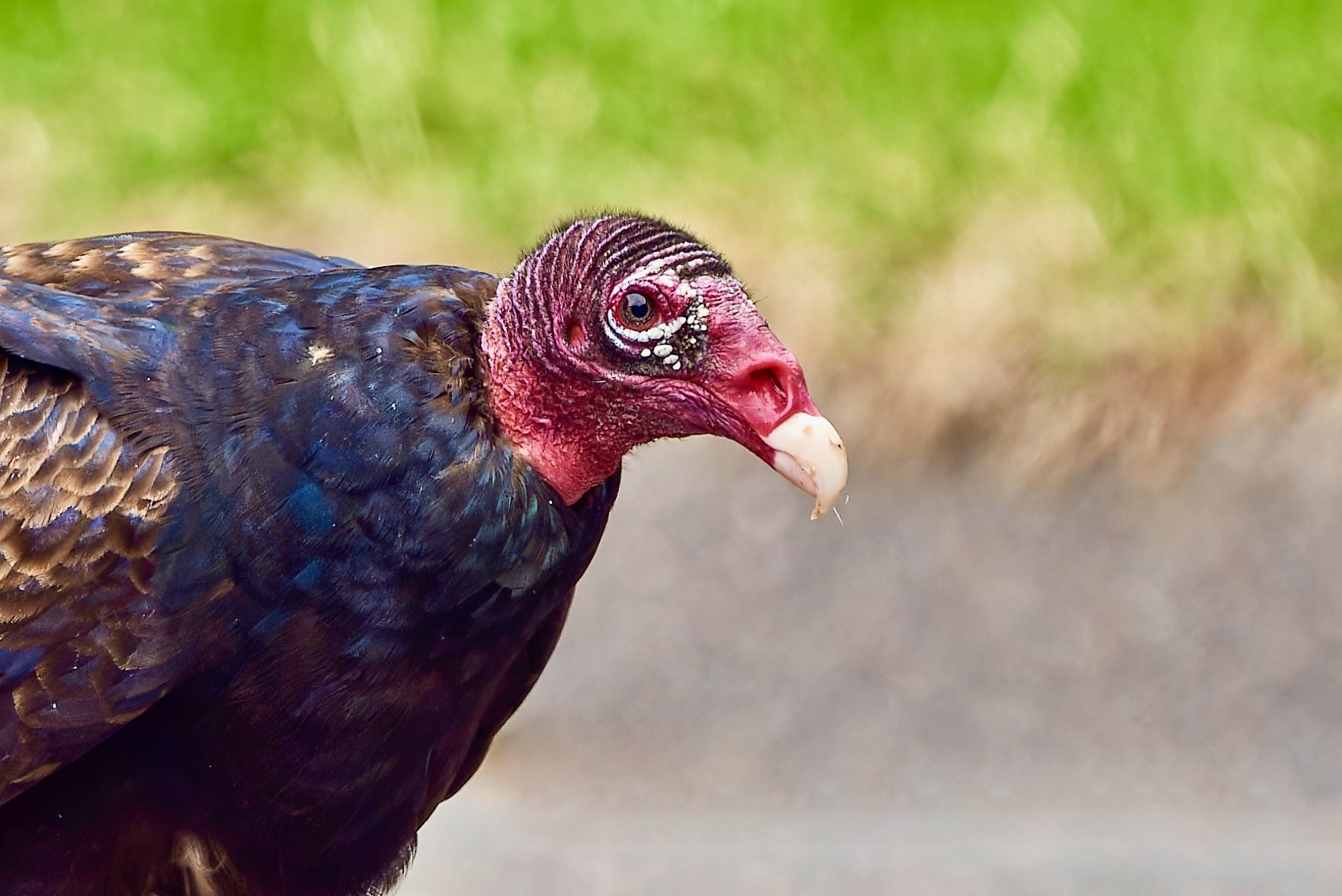 turkey vulture by Paul Danese is licensed under CC BY-SA 4.0.